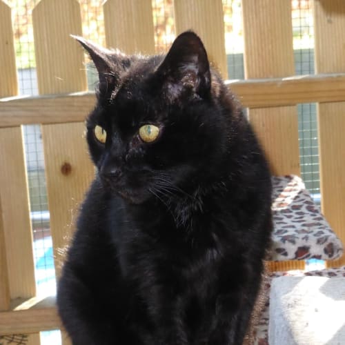 Ringo Adoption fee $100