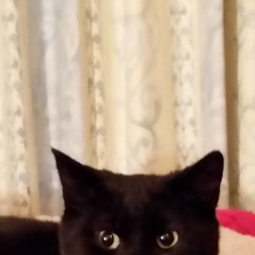 Black Panther **2nd Chance Cat Rescue**
