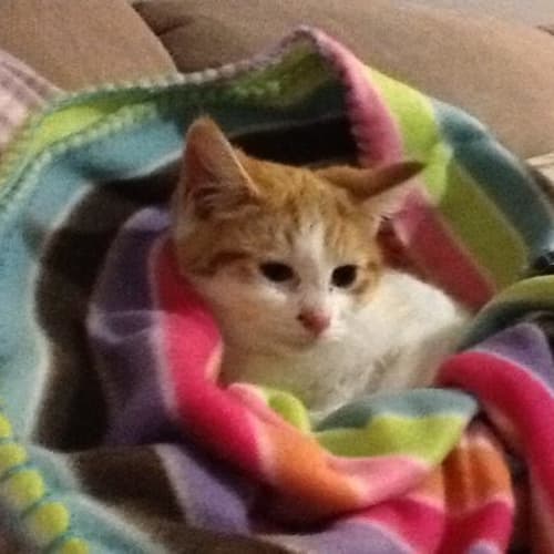 Snuggles