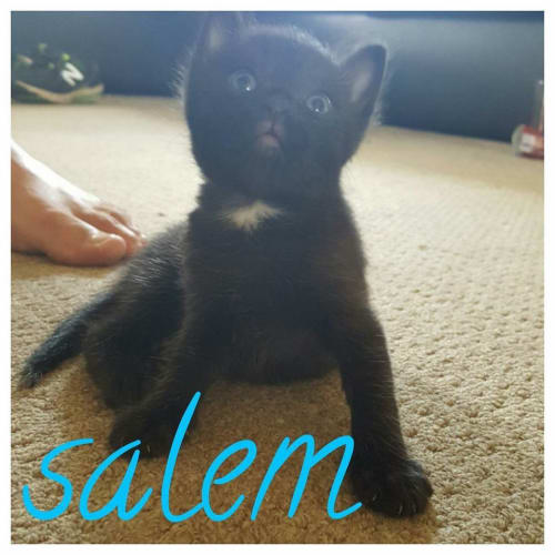 Salem