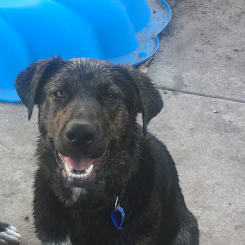 Mya ~ German Shepherd x Cattle (adopted 12/17)