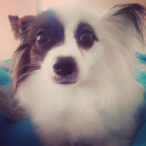 Pepi 