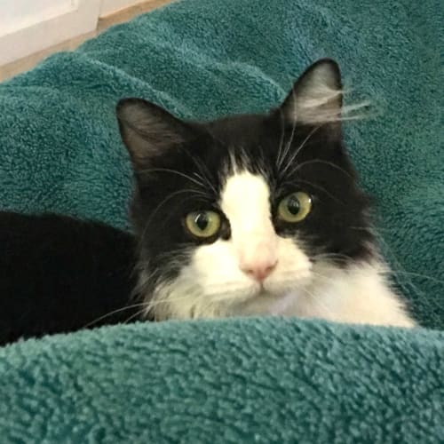 Adilya the stunning long haired smoochy cat!