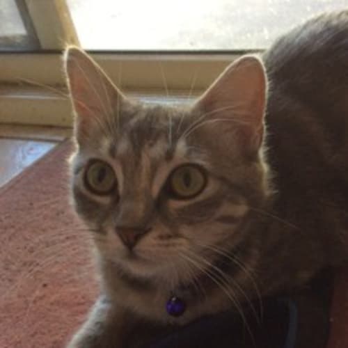 Ella