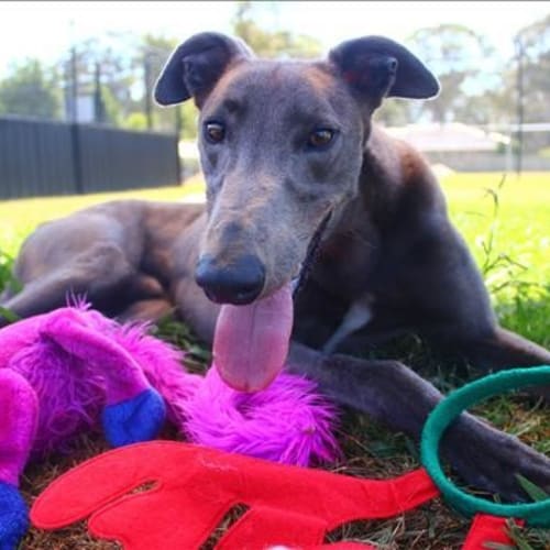 Ozzie is checking out his new home