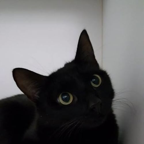 Boo