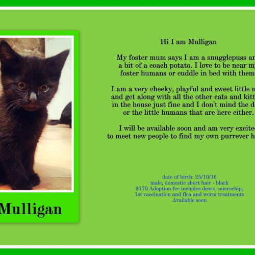 Mulligan