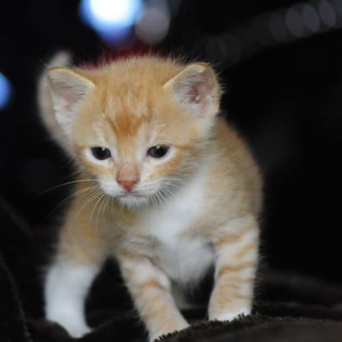 Victoria (Kitten in Bundoora)