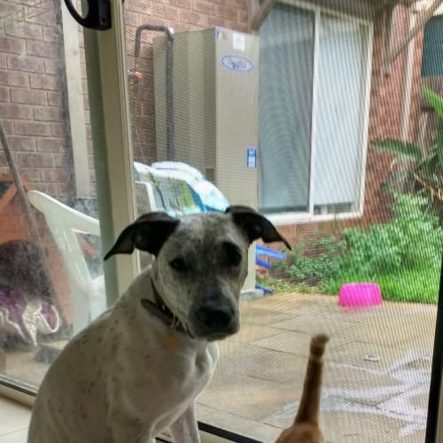 Ivy.. cat, dog and child friendly