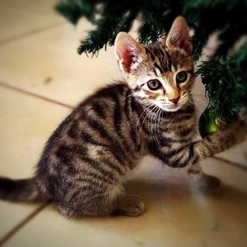Kitty Smallz! 