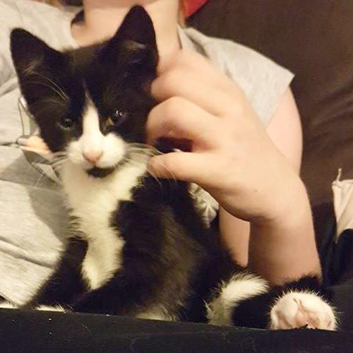 Lufie the Lovely Kitten