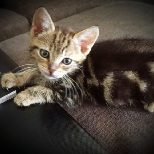 Adopt the awesome Jäger! 