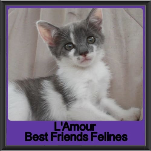 L'Amour