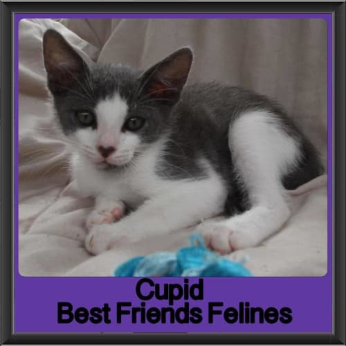 Cupid