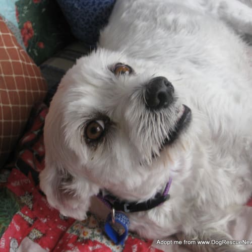 Sasha ~ Maltese x terrier, (Trial 16/2/17)