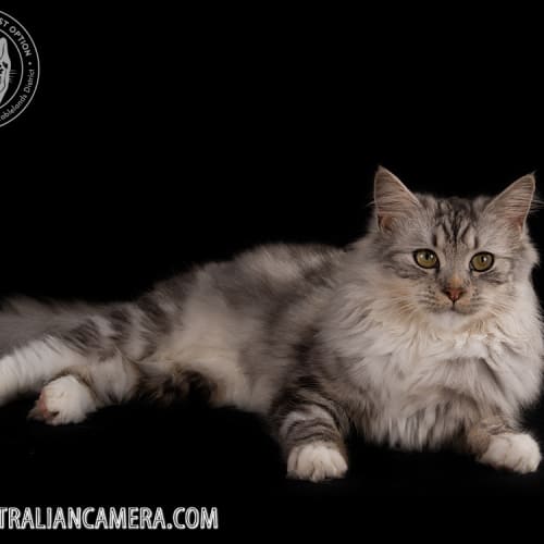 Merlin