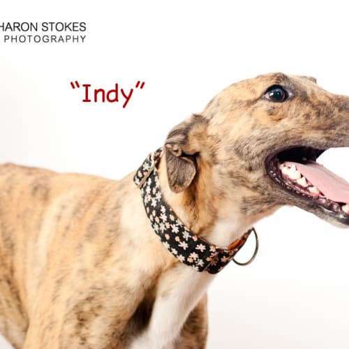 Indy
