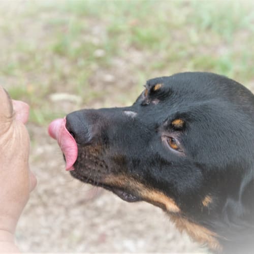 Gray-Gray ~ Rotti x Kelpie (foster fail 27/7/2017)