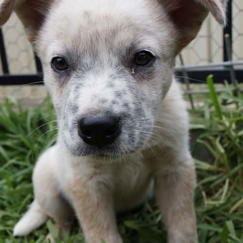 Charlie ~ male cattle x boxer pup (on trial 2/03)