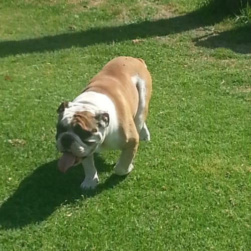 Bulldogs - Benson & Bonnie 
