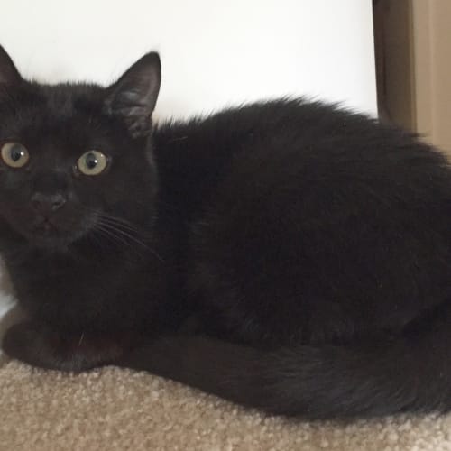 Boo 😻  our Animated Uncoordinated Kitten