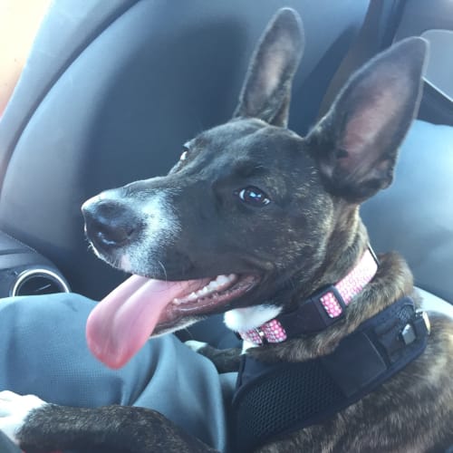 No photo for Beautiful Zelda Our Playful Puppy 