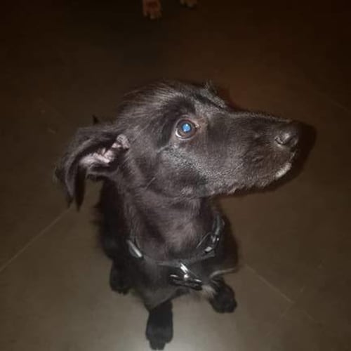 Pumba