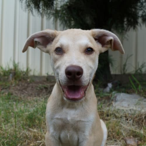 Bob ~ kelpie x dingo puppy (On Trial 26/4/17)
