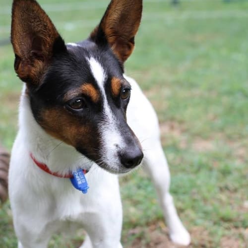 Billie @ Squawks West Gosford
