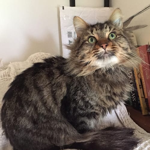 Watson 🦁 Norwegian Forest X Cat 