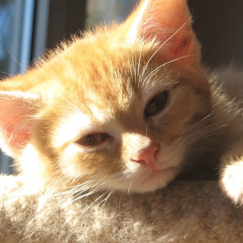 Tigger - Devastatingly Handsome