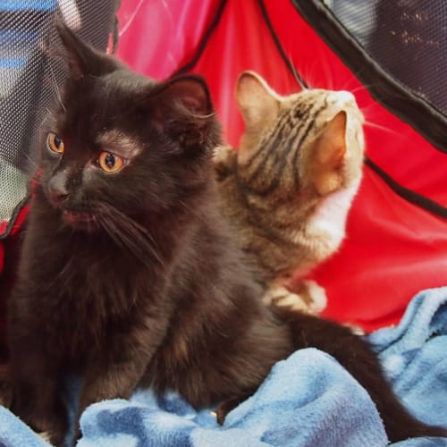 Pooh Bear **2nd Chance Cat Rescue**