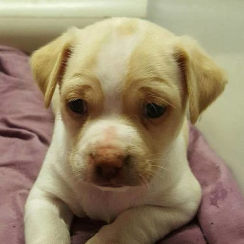 Puppy Michelangelo DL1613