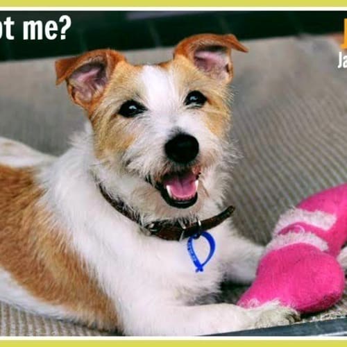 Jock ~ Jack Russell (on trial 3/04/17)