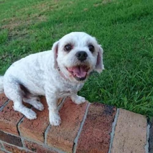 Darcy ~ Maltese x Shih Tzu (on trial 6/04/17)