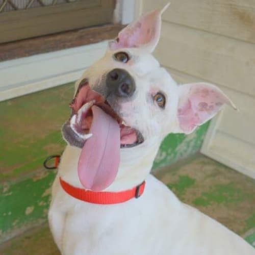 No photo for Tank A Happy Friendly Pup