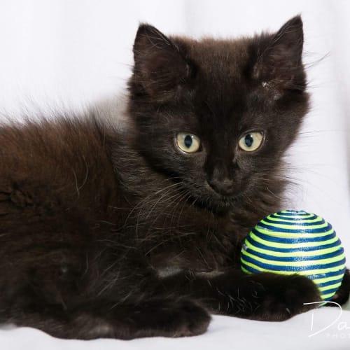 Cadbury 