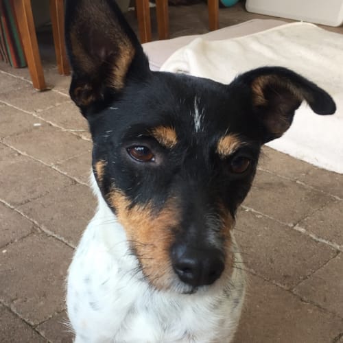 Kyzer @ Squawks West Gosford