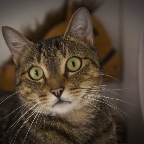 Franklin