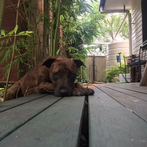 Aster *pet of the month $150*