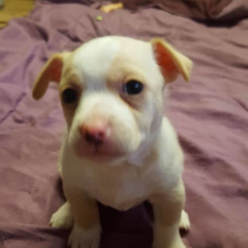 Puppy Donatello DL1612