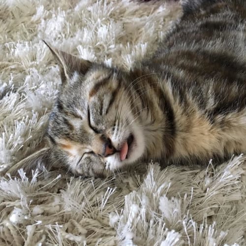 Jemima *On Trial with my New Family*