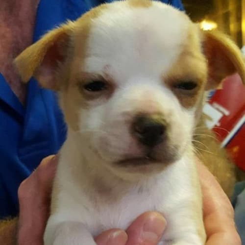 Puppy Raphael DL1614