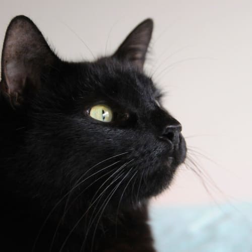 Miss Cleo 💥  Affectionate Black Cat