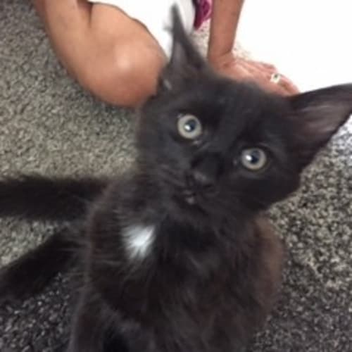 Moonlight - assited rehome