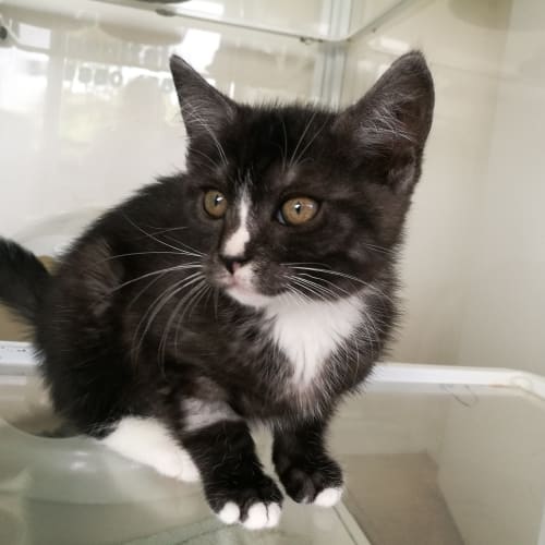 Kitten Magic (on display at Vets on Parker)