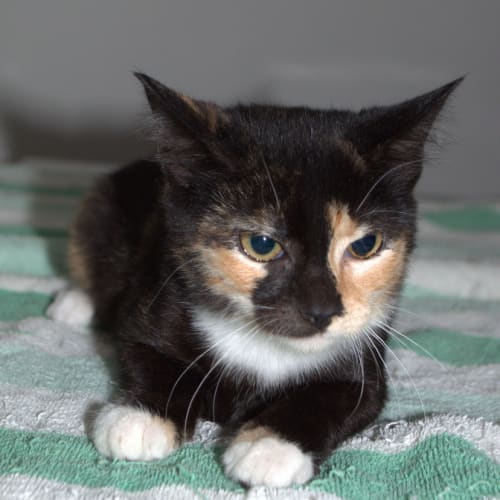 No photo for Sweet Biscuit   Canterbury Pound 