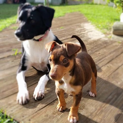 Jerry ~ kelpie x jr pup (pending adoption)