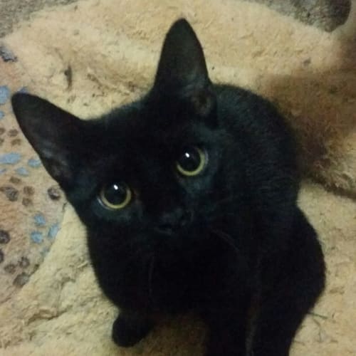 Gorilla (Reduced adoption fee!)