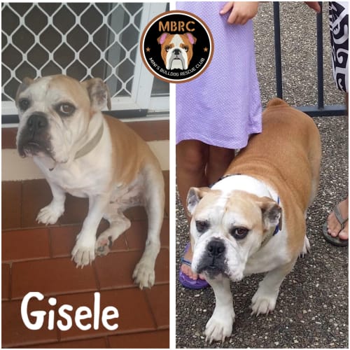 Gisele the Bulldog